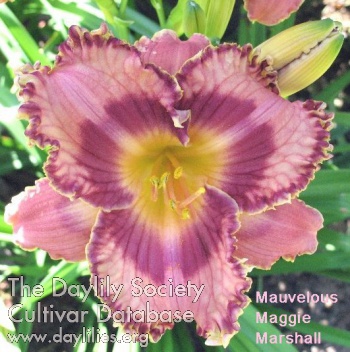 Mauvelous Maggie Marshall AHS image