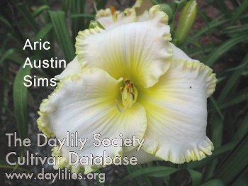 Aric Austin Sims