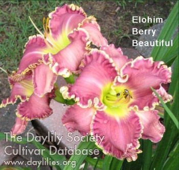 Elohim Berry Beautiful AHS image