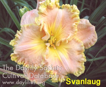 Svanlaug AHS image