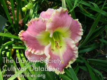 Pearly Girl AHS image