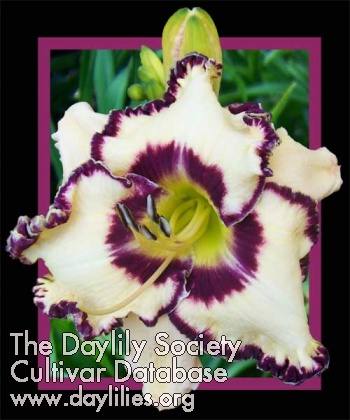American Icon AHS image
