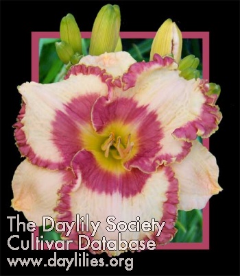 Homemade Strawberry Ice Cream daylily bloom