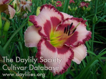Ruby Red Ripples AHS image