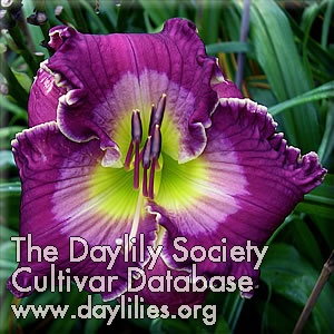 Paradise Royal Purple AHS image