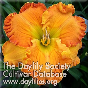 Orange Blossom Trail AHS image