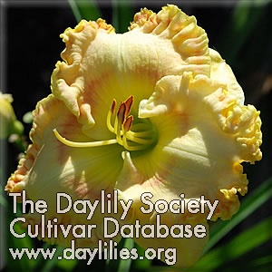 Tropical Breeze AHS image