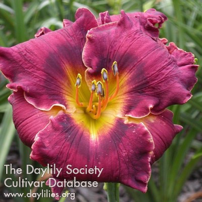Westbourne Master's Bouquet AHS image