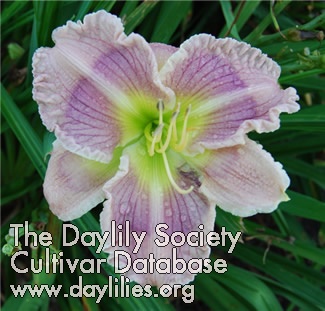 Lilac Pinwheel AHS image