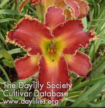 Gina Rizzo AHS image
