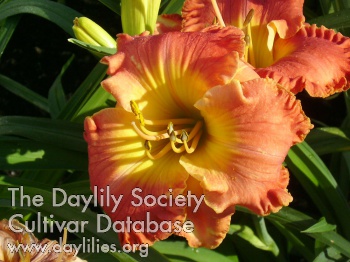 Dancing Dragon AHS image