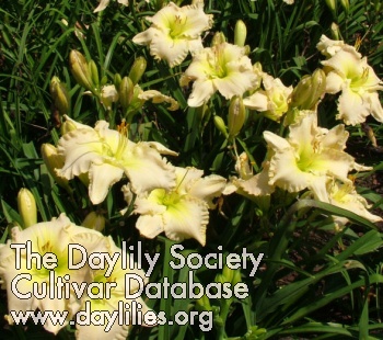 Dallas Legacy AHS image