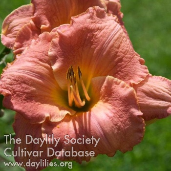 Heavenly Bloom AHS image