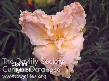 Elohim Flight of Fancy AHS image