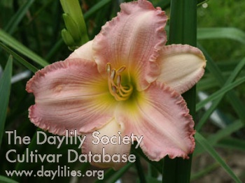 Jerrel's Pink AHS image