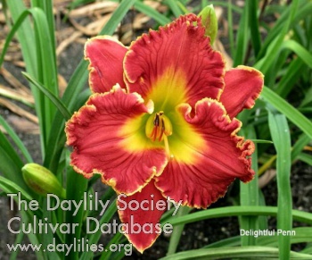 Delightful Penn AHS image