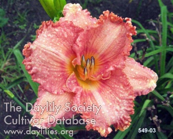 Golly Holly AHS image