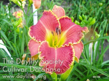 Two Times Tarty AHS image