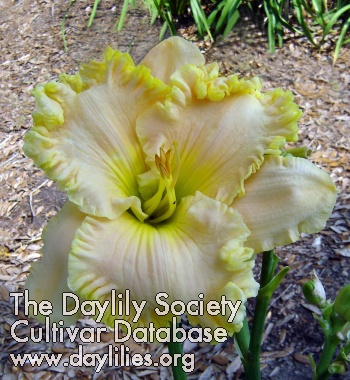 Super Duck AHS image
