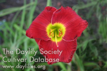 Belgian Red AHS image