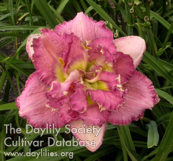 Hybridizer's Truffle AHS image