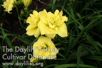Sweet Yellow Truffle AHS image