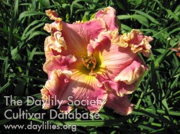Ruffly Duffly Dude AHS image