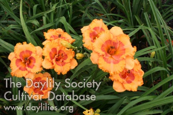 Sweet Malinda AHS image