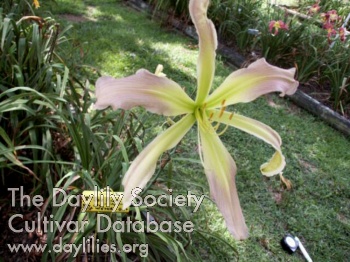Pale Pinata AHS image