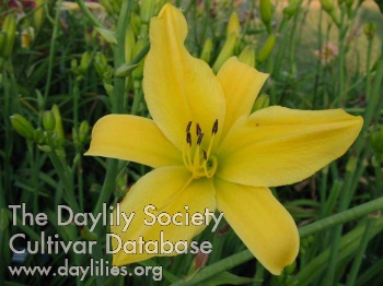 Goldner's Bouquet