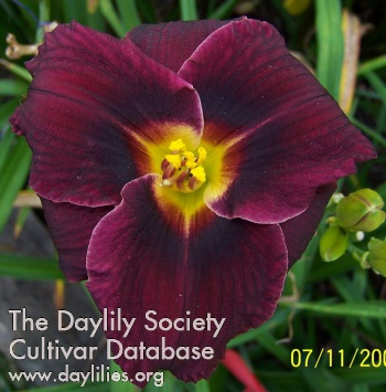Dark Charmer AHS image
