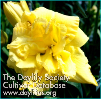 Heavenly Mellow Yellow AHS image