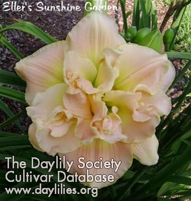 A Gift for Treva image