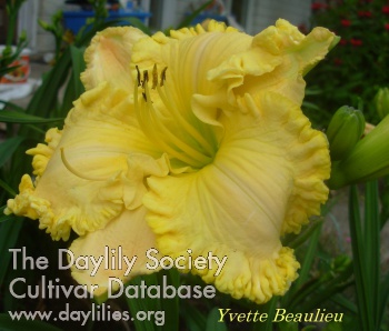 Yvette Beaulieu AHS image
