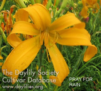 Pray for Rain AHS image
