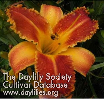 Bo Diddley AHS image