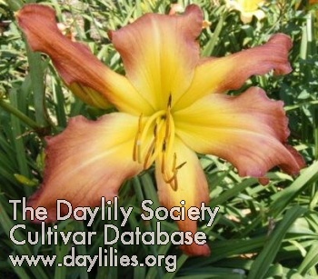 Diddly Daddy AHS image
