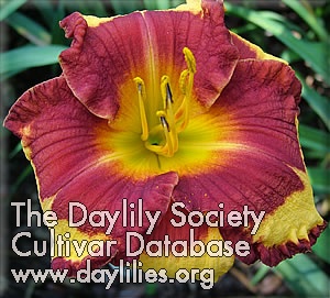 Ledgewood's Flame of Faith daylily bloom