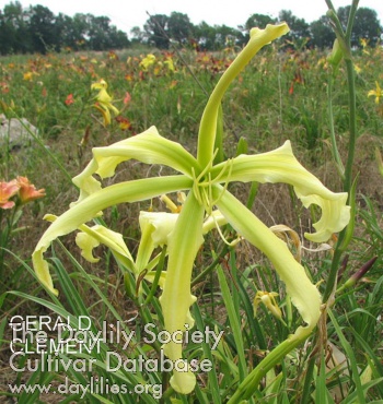 Gerald Clement AHS image