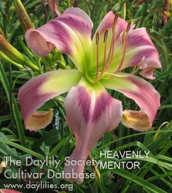 Heavenly Mentor AHS image
