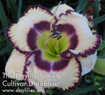 Delight of My Eyes AHS image
