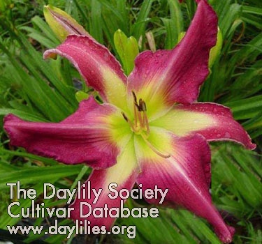 Rosy Whisper AHS image
