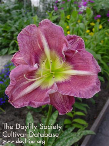 Purple Cow AHS image