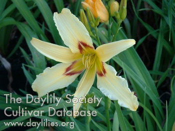 Dwayne's Oregon Star AHS image