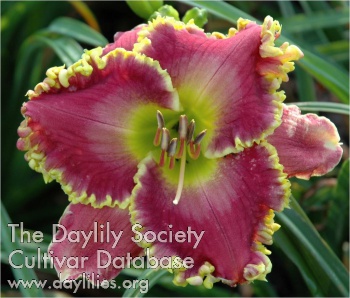 Misty Spring Morning AHS image