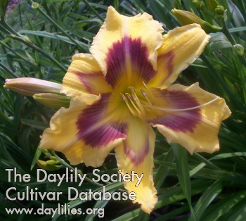Celestial Beauty AHS image