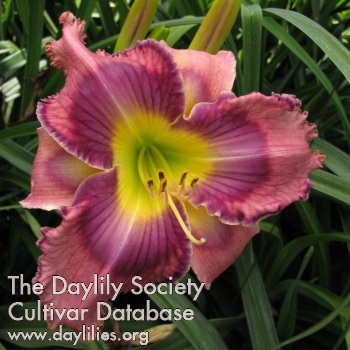 Carolina Pansy Face AHS image