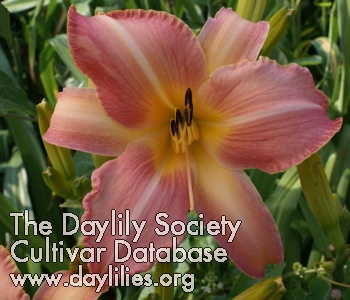 Mystic Delight AHS image