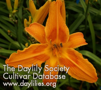 Orange Harmony AHS image