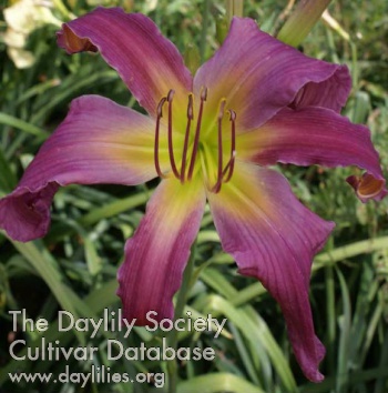 Deep Pearl AHS image